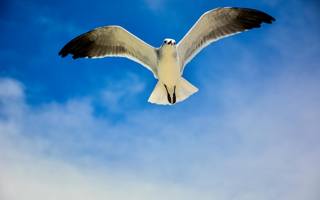 My End-of-Life Decisions